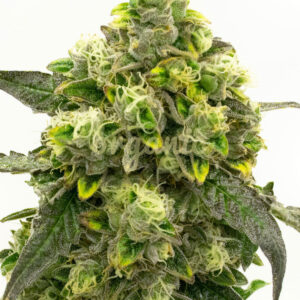 Gold Leaf feminized marijuana seeds