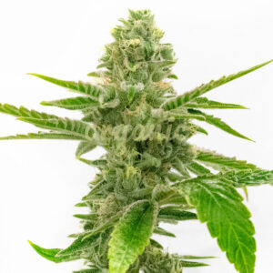 Golden Gate Haze feminized marijuana seeds