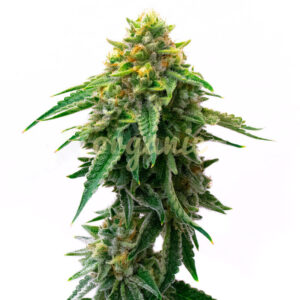 Gorilla Glue #4 Autoflower marijuana seeds