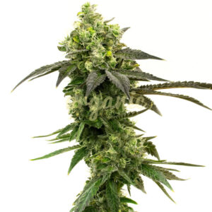 Gorilla Glue #4 feminized marijuana seeds