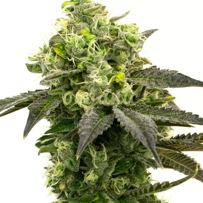 Gorilla Glue regular marijuana seeds