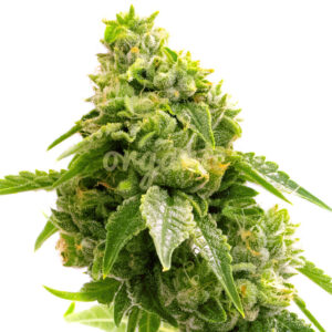 Gorilla Glue Lemon feminized marijuana seeds