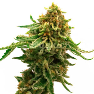 Gorilla Lemon Fire feminized marijuana seeds