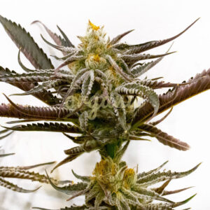 Grandaddy Black feminized marijuana seeds