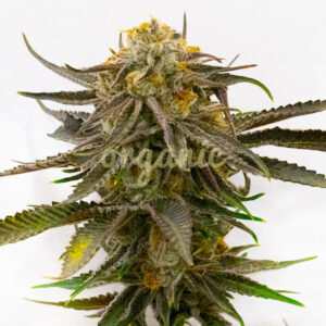 Grandaddy Bruce feminized marijuana seeds