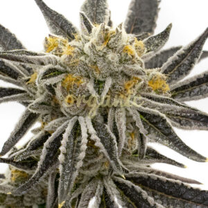 Granddaddy Purple feminized marijuana seeds