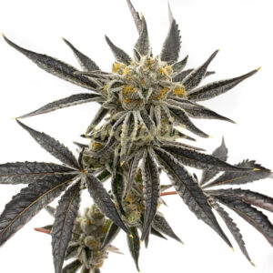 Grandaddy Purple regular marijuana seeds