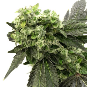 Grape Ape feminized marijuana seeds