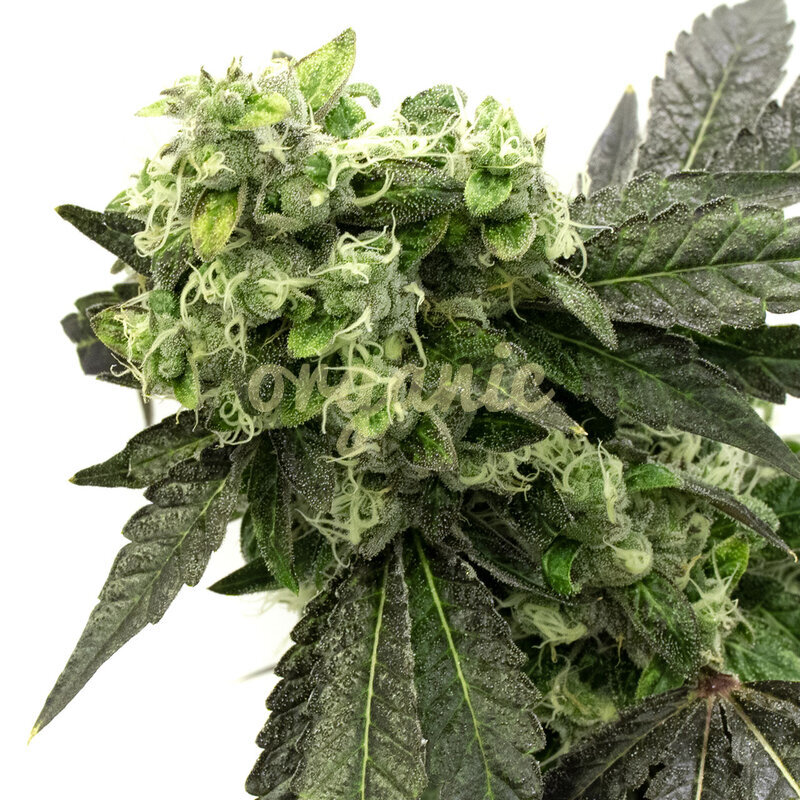 Grape Ape feminized marijuana seeds