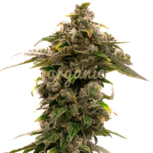 Grape Killer 99 feminized marijuana seeds