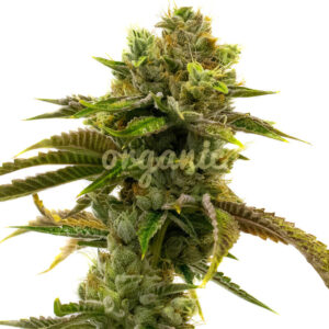 Grapefruit Autoflower marijuana seeds