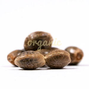 Grapefruit regular marijuana seeds