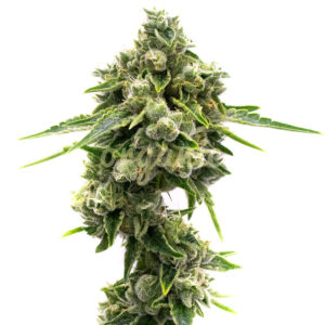 Great White Shark feminized marijuana seeds