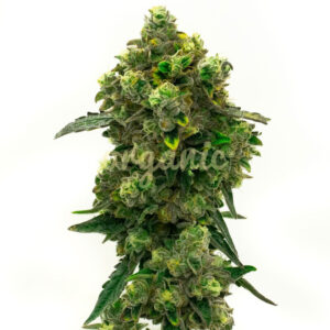 Green Crack Autoflower marijuana seeds