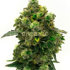 Green Crack feminized marijuana seeds