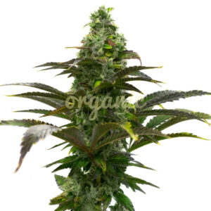 Grizzly Purple Autoflower marijuana seeds