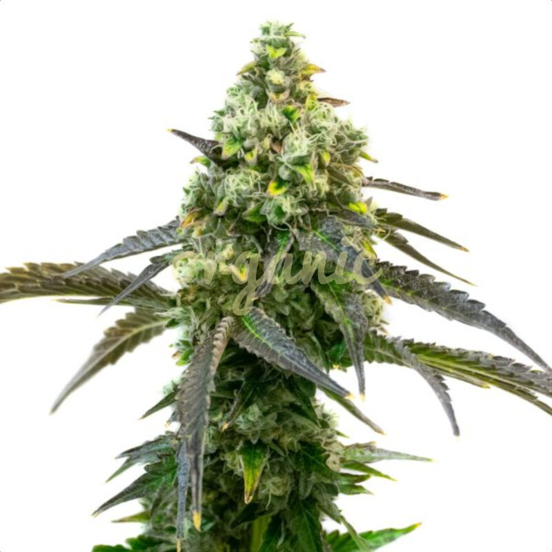 Grizzly Purple Kush feminized marijuana seeds