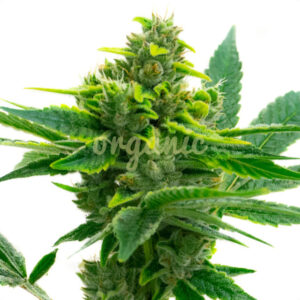 Guanabana feminized marijuana seeds