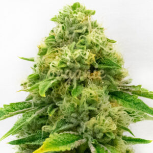 Harlequin feminized marijuana seeds