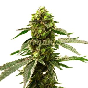 Harpoon Rock feminized marijuana seeds