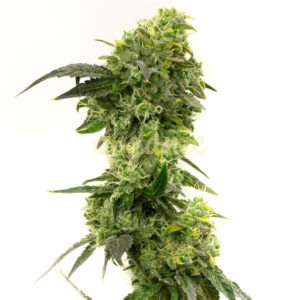 Haze XL Autoflower marijuana seeds