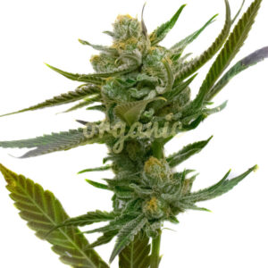 Heavy Mist feminized marijuana seeds