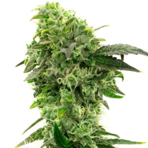 Hektol feminized marijuana seeds