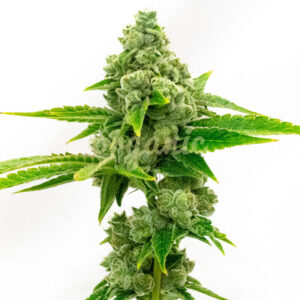 Hellfire OG feminized marijuana seeds