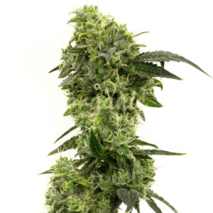 Hindu Kush feminized marijuana seeds