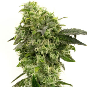 Hindu Kush regular marijuana seeds