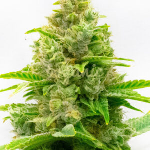 Humboldt feminized marijuana seeds