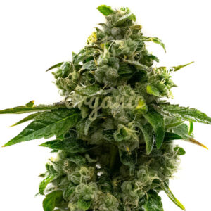 Hyper Critical Auto marijuana seeds