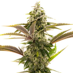Jack Herer Autoflower marijuana seeds