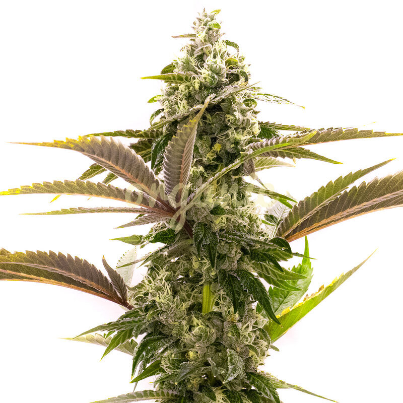Jack Herer Autoflower marijuana seeds
