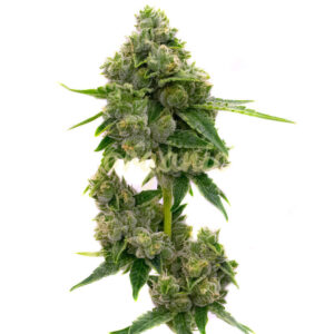 Jack Herer feminized marijuana seeds