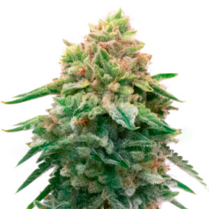 Jilly Bean regular marijuana seeds