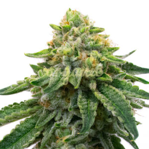 Kabul Confidential feminized marijuana seeds