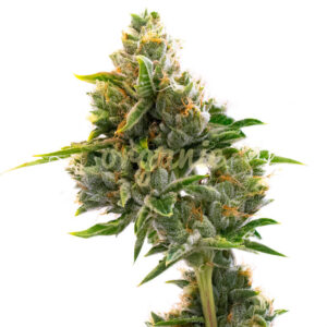 Kali Mist feminized marijuana seeds