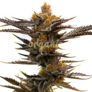 Killer feminized marijuana seeds