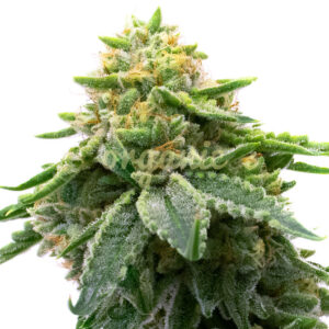 Kosher Kush feminized marijuana seeds