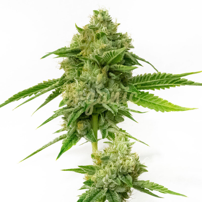 Kush XL Autoflower marijuana seeds