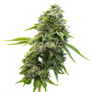 LA Confidential feminized marijuana seeds