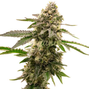 Lavender feminized marijuana seeds