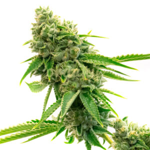 Legend OG feminized marijuana seeds