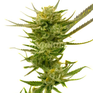 Lemon Autoflower marijuana seeds