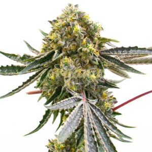 Lemon Blast regular marijuana seeds