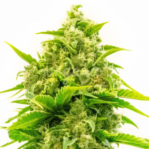 Lemon Crush feminized marijuana seeds