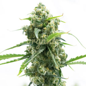 Lemon Diesel feminized marijuana seeds