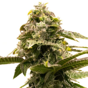 Lemon Drizzle Auto marijuana seeds