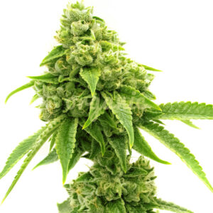 Lemon Garlic OG feminized marijuana seeds